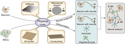 Physical Cues of Matrices Reeducate Nerve Cells